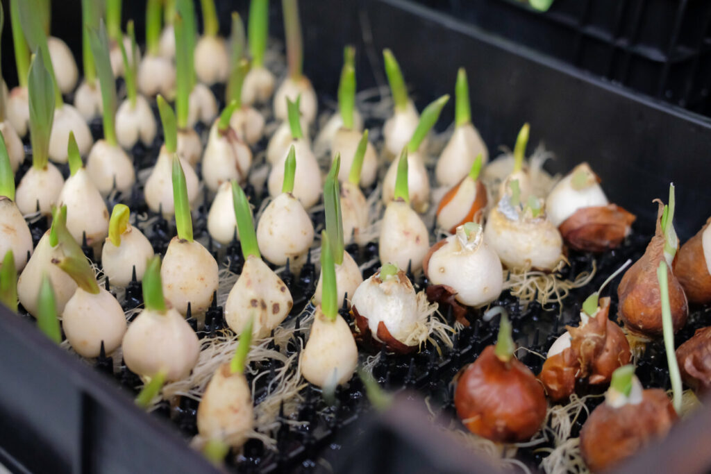 Close-up of flower bulbs sprouting green shoots in a black planting tray ready for the garden.