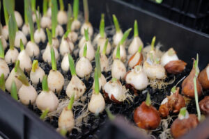 Close-up of flower bulbs sprouting green shoots in a black planting tray ready for the garden.