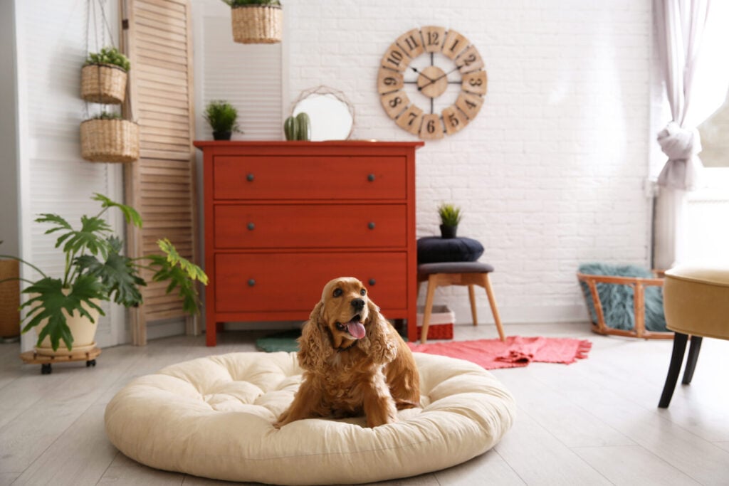 Happy brown dog sitting on a round cream cushion bed in a bright living room with plants and furniture.