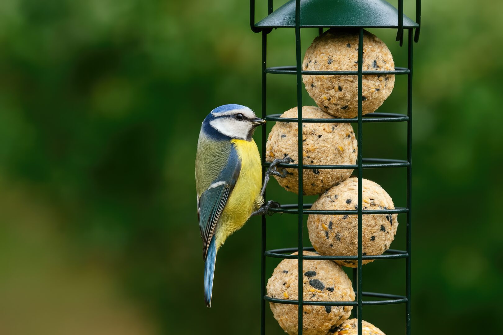 bird feeder fat balls