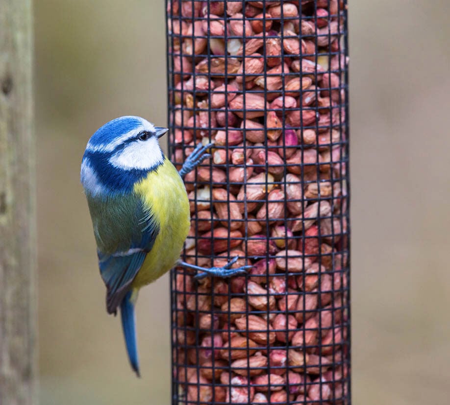 Blue tit perched on a wire bird feeder filled with peanuts in a garden setting.