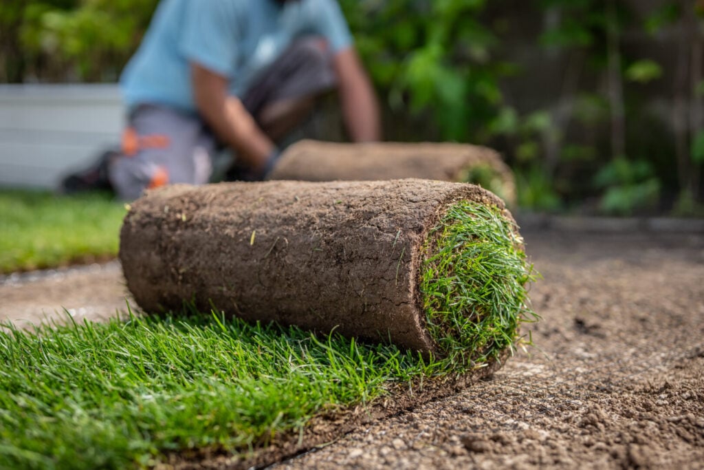 Close-up of a roll of turf being laid on soil as part of a new lawn installation.