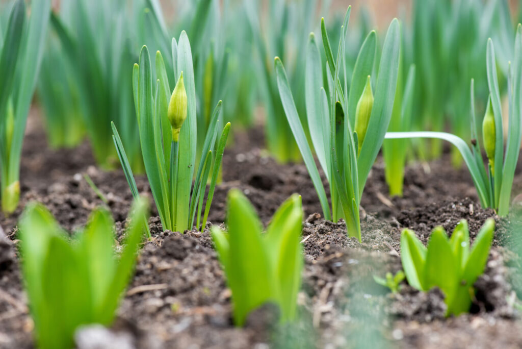 Close-up of green shoots and budding spring flowers emerging from soil in a garden bed.