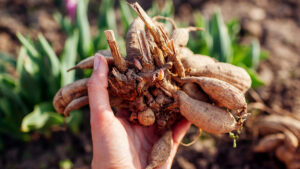 gardening tips