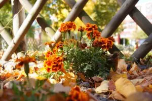 autumn garden